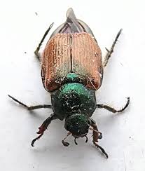 Attēlu rezultāti vaicājumam “Phyllopertha horticola”