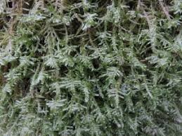 Attēlu rezultāti vaicājumam “Neckera complanata”