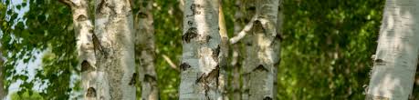 Attēlu rezultāti vaicājumam “Betula pubescens”