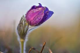 Attēlu rezultāti vaicājumam “Pulsatilla pratensis bud”