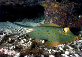 Attēlu rezultāti vaicājumam “Dasytidae”