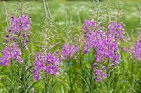 Attēlu rezultāti vaicājumam “Epilobium angustifolium fruit”