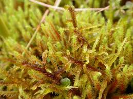 Attēlu rezultāti vaicājumam “Palustriella falcata”