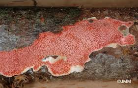 Attēlu rezultāti vaicājumam “Hypomyces armeniacus”