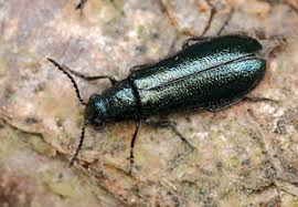 Attēlu rezultāti vaicājumam “Dasytes caeruleus imago”