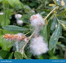 Attēlu rezultāti vaicājumam “Salix alba”