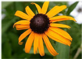 Image result for Rudbeckia fulgida