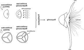 Attēlu rezultāti vaicājumam “Isoetes echinospora leaf”