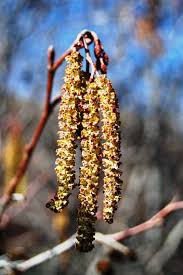 Attēlu rezultāti vaicājumam “Alnus incana bud”