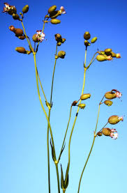 Attēlu rezultāti vaicājumam “Silene vulgaris bud”
