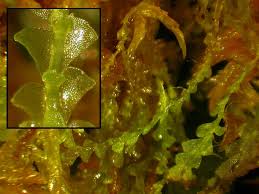 Attēlu rezultāti vaicājumam “Calypogeia”