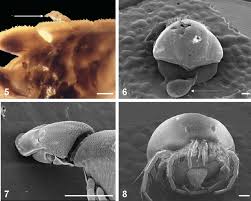 Attēlu rezultāti vaicājumam “Hydrachna”