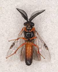 Attēlu rezultāti vaicājumam “Neodiprion sertifer larva”