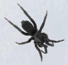 Attēlu rezultāti vaicājumam “Gnaphosidae”