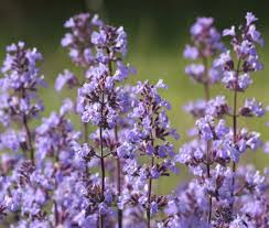 Image result for Nepeta cataria