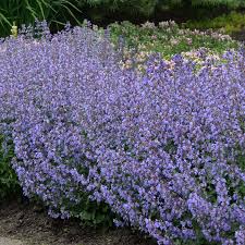 Attēlu rezultāti vaicājumam “Nepeta x faassenii flower”