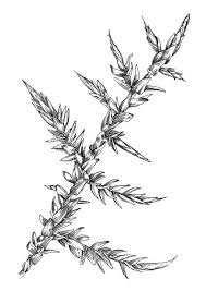 Attēlu rezultāti vaicājumam “Calliergonella cuspidata”