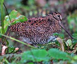 Attēlu rezultāti vaicājumam “Scolopax rusticola juvenile”