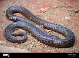 Attēlu rezultāti vaicājumam “Serpentes”