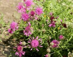 Attēlu rezultāti vaicājumam “Centaurea scabiosa leaf”