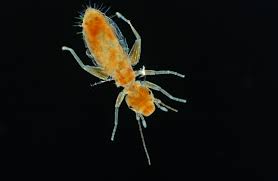 Attēlu rezultāti vaicājumam “Psocoptera”