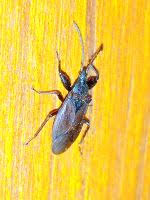 Attēlu rezultāti vaicājumam “Gastrodes grossipes”