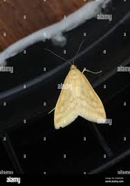 Attēlu rezultāti vaicājumam “Sitochroa verticalis”