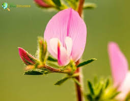 Attēlu rezultāti vaicājumam “Ononis arvensis flower”