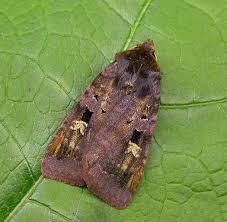 Attēlu rezultāti vaicājumam “Diarsia brunnea”