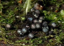 Attēlu rezultāti vaicājumam “Lamproderma elasticum”