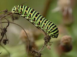 Attēlu rezultāti vaicājumam “Papilio machaon larva”