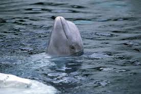 Image result for Delphinapterus leucas