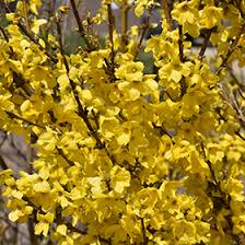 Attēlu rezultāti vaicājumam “Forsythia intermedia”