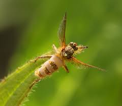 Attēlu rezultāti vaicājumam “Entomophthora”