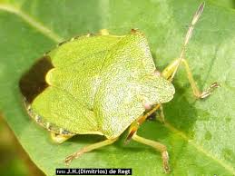 Attēlu rezultāti vaicājumam “Palomena prasina imago”