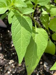 Attēlu rezultāti vaicājumam “Solanum dulcamara leaf”