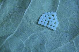 Attēlu rezultāti vaicājumam “Badhamia bethelii macro”