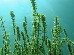 Attēlu rezultāti vaicājumam “Elodea canadensis”