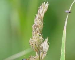 Attēlu rezultāti vaicājumam “Acilius sulcatus female”