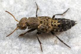 Attēlu rezultāti vaicājumam “Ontholestes murinus”