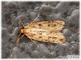 Attēlu rezultāti vaicājumam “Oecophoridae”