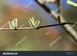 Attēlu rezultāti vaicājumam “Cercidiphyllum japonicum fruit”