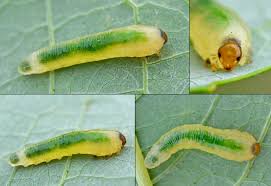 Attēlu rezultāti vaicājumam “Caliroa annulipes”