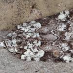 Attēlu rezultāti vaicājumam “Nycteola degenerana”