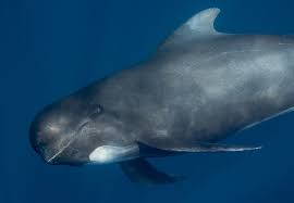 Image result for Globicephala melas