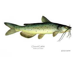 Image result for Ictalurus punctatus