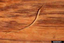 Attēlu rezultāti vaicājumam “Geophilidae”