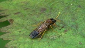 Attēlu rezultāti vaicājumam “Tenthredo campestris”
