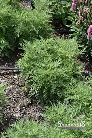 Image result for Artemisia gmelinii