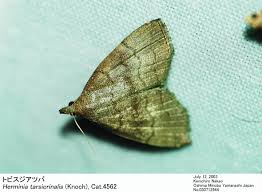 Attēlu rezultāti vaicājumam “Herminia tarsicrinalis”